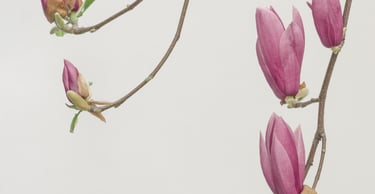 Calming blooming flowers