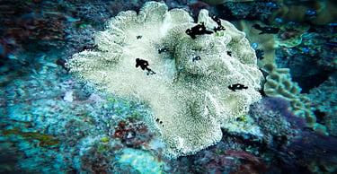 Black and white panda clownfish swimming near a large white sea anemone on a vibrant coral reef.