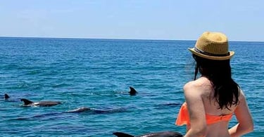 ami-dolphin-tours