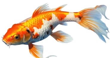 Koi