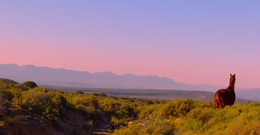 Horse at sunrise overlooking Reubens Choice Farm Cape Town Karoo Montagu