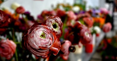 Close-up of vibrant pink and red ranunculus flowers in a floral shop bouquet display.