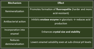 Floride-role-dental caries