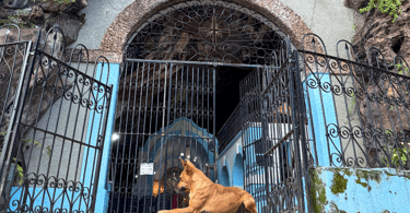 Um cachorro no chão em frente uma capela histórica e turistica de Antonio Pereira, Ouro Preto MG
