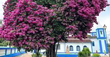 Árvore florida com flores cor-de-rosa em frente à igreja de Santo Antônio do Leite