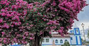 Vista da igreja de Santo Antônio do Leite, Minas Gerais, com bela árvore florida à frente