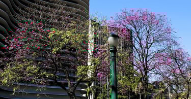 Árvores com flores rosas, com um poste verde e folhas, na Praça da Liberdade em Belo Horizonte