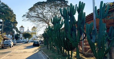 Rua de Acuruí com cactos altos à beira da via e igreja branca historica barroca ao fundo