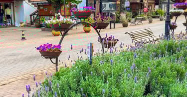 Flores e plantas no centro turistico de Monte Verde, distrito de Minas Gerais