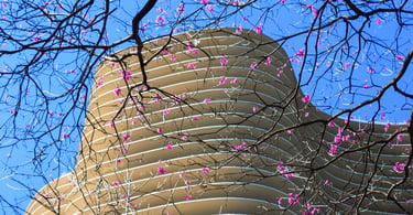Edifício Niemeyer na Praça da Liberdade em BH com curvas modernas e flores rosadas em primeiro plano
