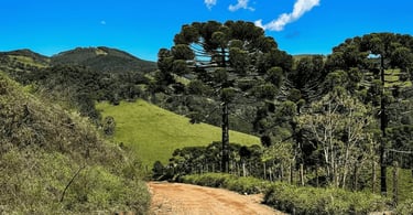 Estrada rural em Gonçalves, Minas Gerais, com araucária, montanhas e paisagem verde