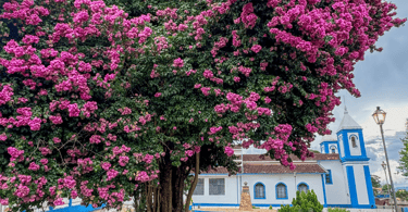 Árvore florida com a Igreja Matriz de Santo Antônio do Leite ao fundo