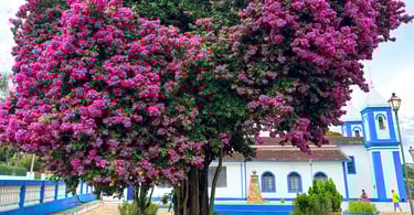 Árvore com flores rosas, igreja histórica e turistica em Santo Antonio do Leite, MG
