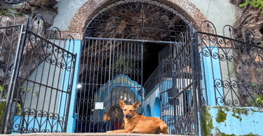 Cachorro em frente a gruta que é uma igreja historica e ponto turistico em Antonio Pereira MG