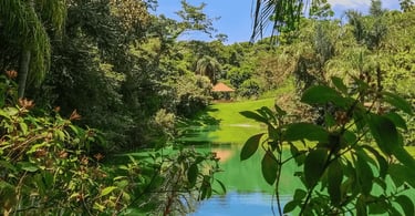 Lago verde, vegetação nativa no Museu Inhotim, localizado em Brumadinho MG