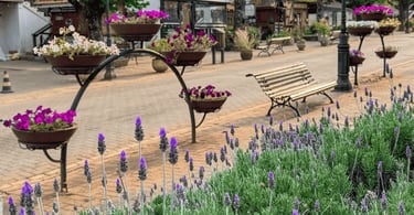 Lavandas, floreiras e banco na avenida principal de Monte Verde, em cenário charmoso e florido