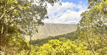 Vista do Vale do Gurita em Delfinópolis MG com vegetação em primeiro plano, serra ao fundo