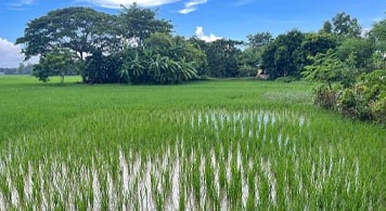 Rice paddy with trees in background.