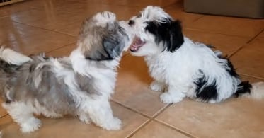 two Mal-Shi and Maltese dogs are standing on a tile floor