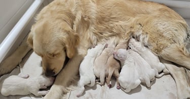 a dog is laying down with her puppies