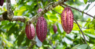 Ripe purple and red cocoa pods hanging from a tropical cacao tree branch in a lush plantation.