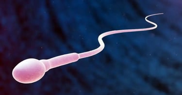 1 दिन में कितना स्पर्म बनता है