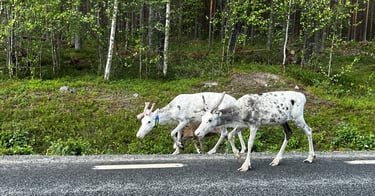 Swedish reindeer lichen project gains mining and Sami support.