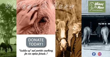 LinkedIn post featuring a collage of horses and people with the text "Whinny & Mane Horse Sanctuary" and "Donate Today.”