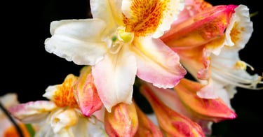 Azalea at Alnwick Garden