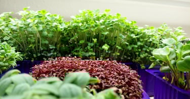 a picture of Early Greens microgreens nursery produce
