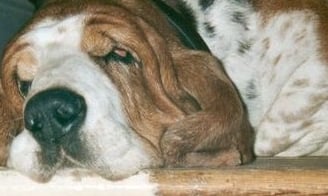 Sleeping basset, crumpled basset, basset hound