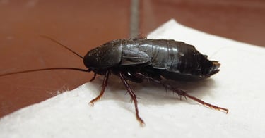 Ανατολική κατσαρίδα (Blatta orientalis)