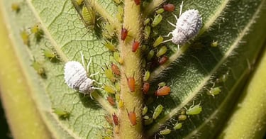 Plaga de cochinilla, imprescindible tratar con fitosanitarios