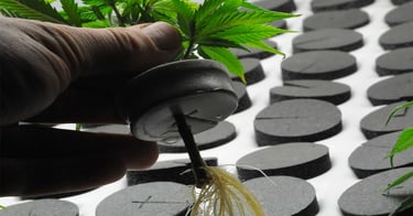 Transferring weed between containers releases odor