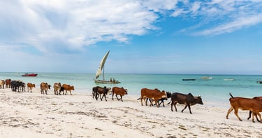 Cows walking along the sandy beach during a scenic Zanzibar village tour, showcasing local wildlife and coastal beauty