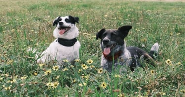 Two happy dogs lying in the grass after training