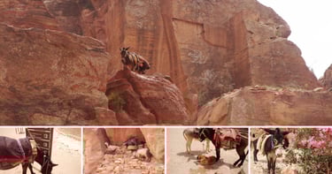Vários animais espalhados pela montanha de Petra, incluindo burros e camelos.
