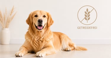 golden Retriever liegend