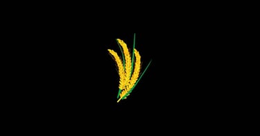 Wheat Barley.