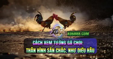 Cách xem tướng gà chọi qua thần thái và dáng vẻ