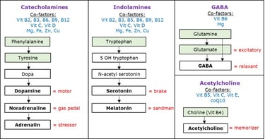 neurotransmitter synthesis