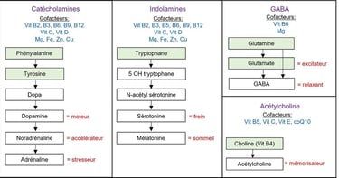 neurotransmetteurs