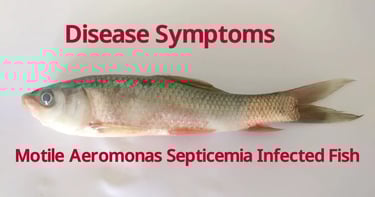 Aeromonas Infection (Motile Aeromonas Septicemia) in fish