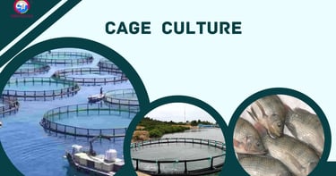 Cage Culture: A Guide for Beginners
