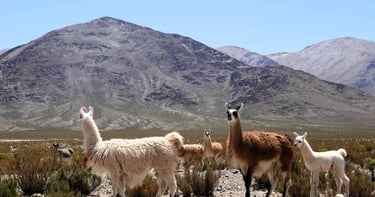 Lama dans les Andes