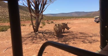 foto do rinonceronte no safari tour na cidade do cabo