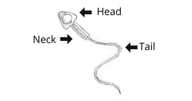 स्पर्म में क्या होता है