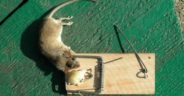 Souris s'étant faite piégée par une tapette.