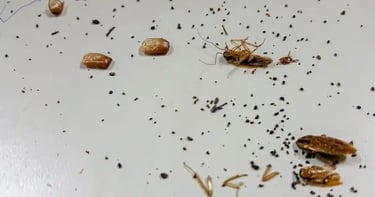 Excrements et mues de caffards