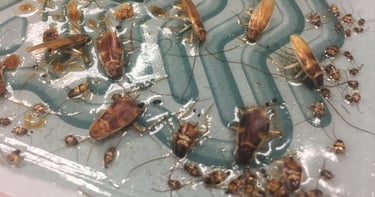 Piège à glue pour les cafards 